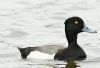 Tufted Duck