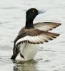 Tufted Duck