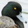 Tufted Duck