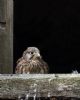 Kestrel