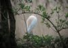 Cattle Egret