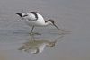 Avocet