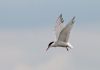 Common Tern