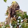 Yellowhammer