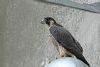 Peregrine