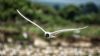 Mediterranean Gull