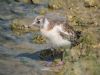 Black-headed Gull