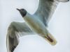 Black-headed Gull