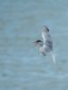 Common Tern