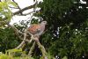 Turtle Dove