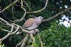 Turtle Dove