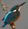 Kingfisher