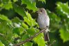 Spotted Flycatcher