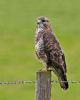 Buzzard