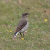 Wheatear