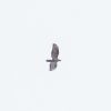 Honey-buzzard