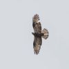 Honey-buzzard