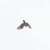 Honey-buzzard