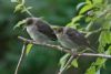 Blackcap