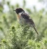 Stonechat