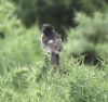 Stonechat