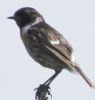 Stonechat