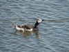 Barnacle Goose