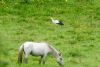 White Stork