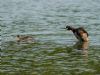 Little Grebe