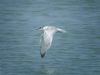 Sandwich Tern