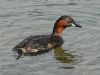 Little Grebe