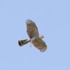 Sparrowhawk