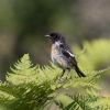 Stonechat