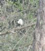 Cattle Egret