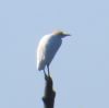 Cattle Egret