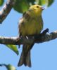 Yellowhammer