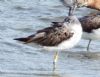 Greenshank