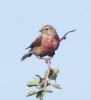 Linnet