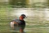 Little Grebe