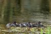 Little Grebe