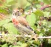 Linnet