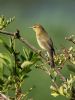 Willow Warbler