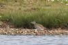 Wood Sandpiper