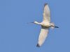 Spoonbill