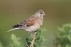 Linnet