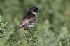 Stonechat