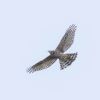 Goshawk