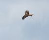 Red Kite