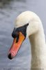 Mute Swan