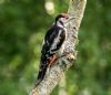 Great Spotted Woodpecker